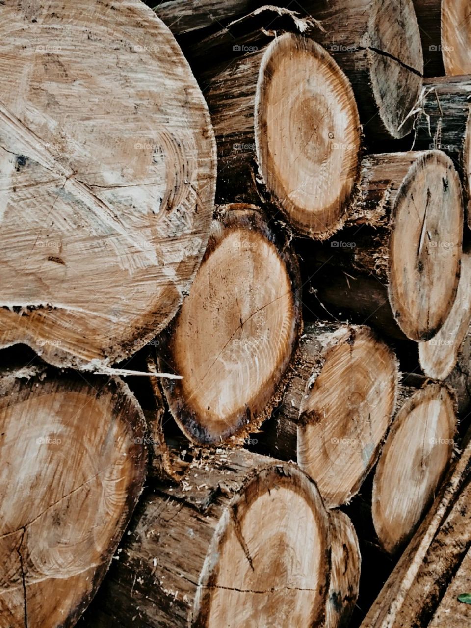 Madeiras do dia a dia.