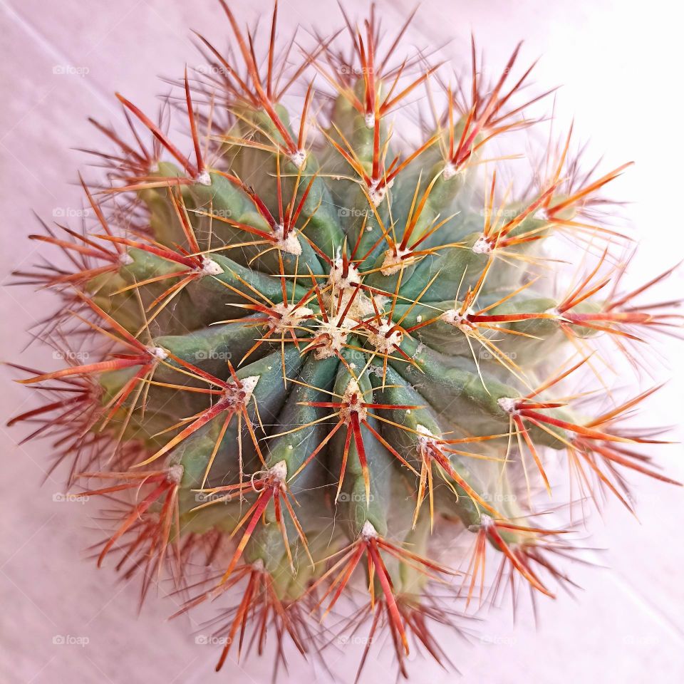 cactus house plant close up beautiful texture background