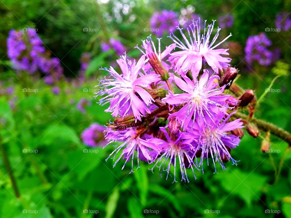 Pink flora