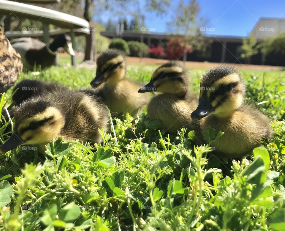 Little baby ducklings