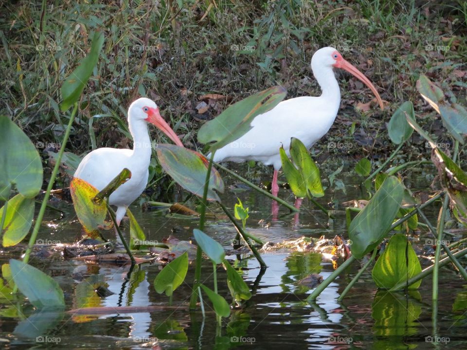 White ibis 