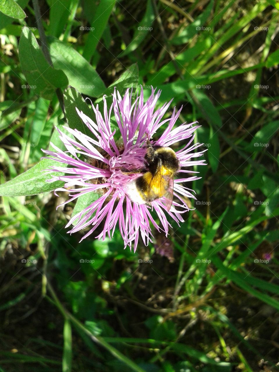 Bumblebee on wildflower