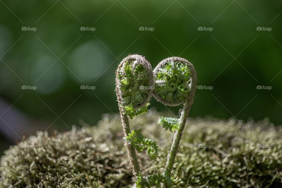 Young shoots of fern similar to funny faces funny and sad.