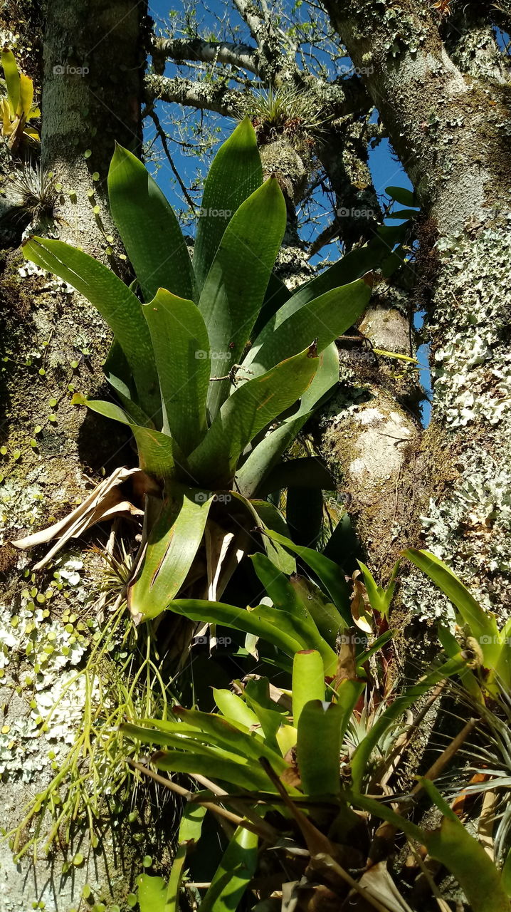 البراميل والأشجار والمناظر الطبيعية والأوراق والنباتات.