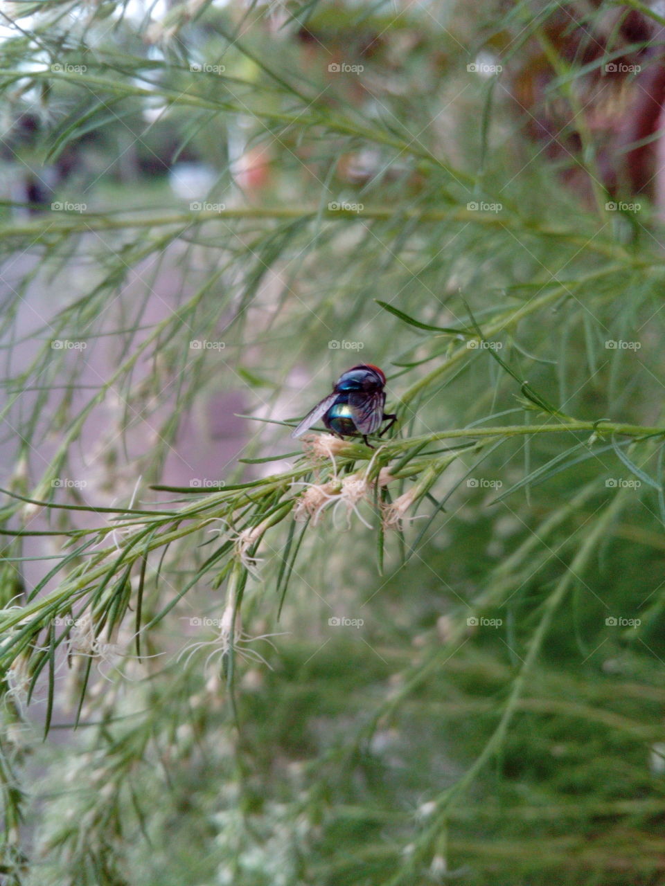 Fly on a delicate branch