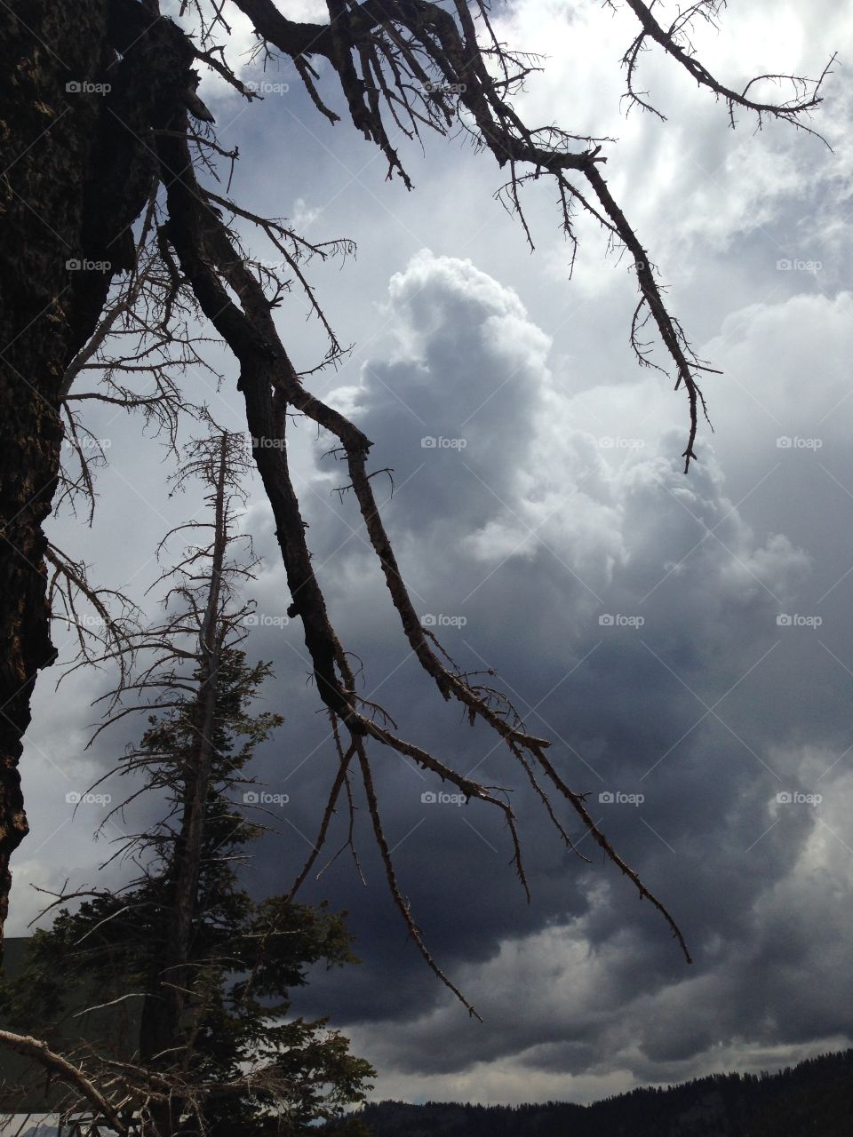 Burnt tree and cloudy skies. Burnt tree, cloudy skies, Sequoia National Park