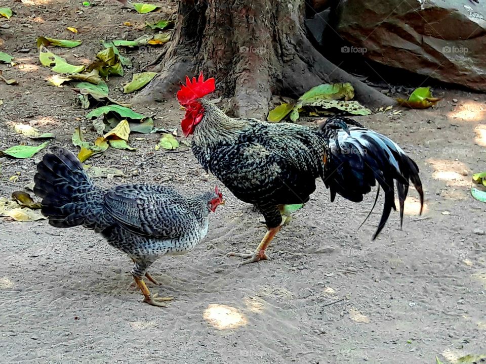 Roosters and Females are Looking for Food in the Home Page