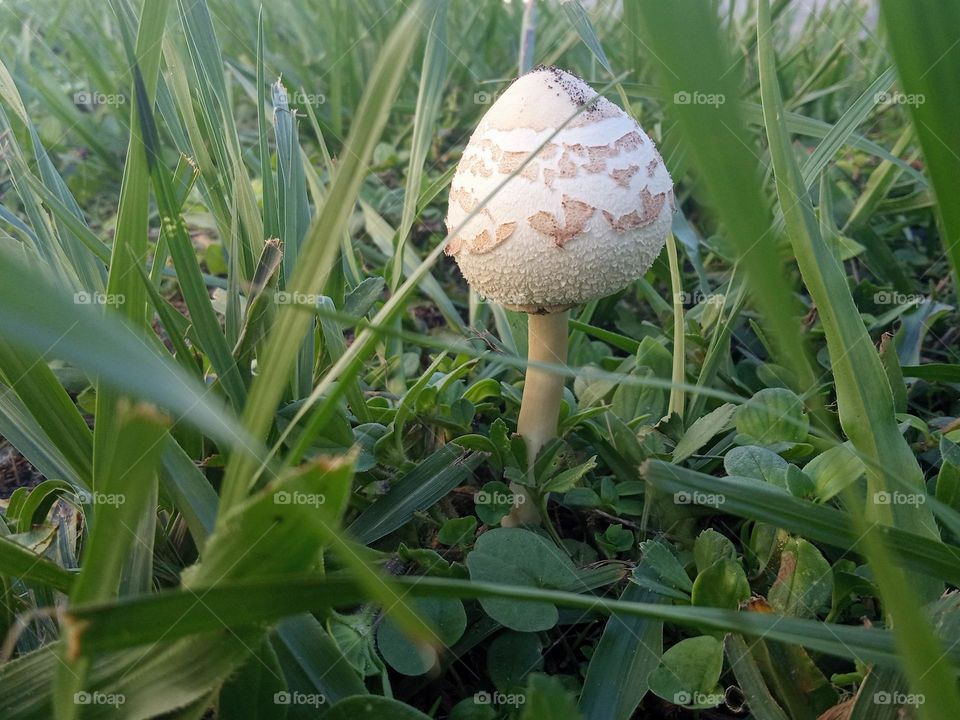 A small mushroom hiding in the grass