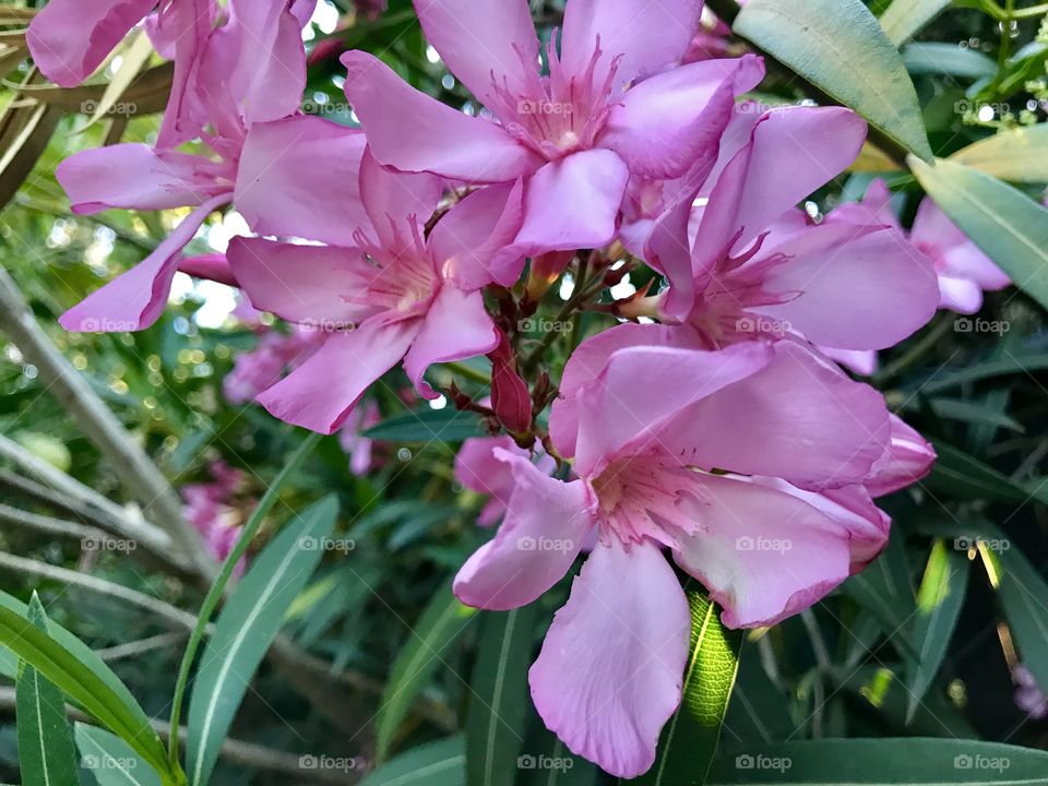 Pink Oleander Flowers 