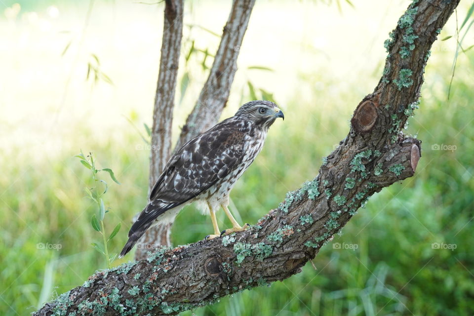 Red Shouldered Hawk