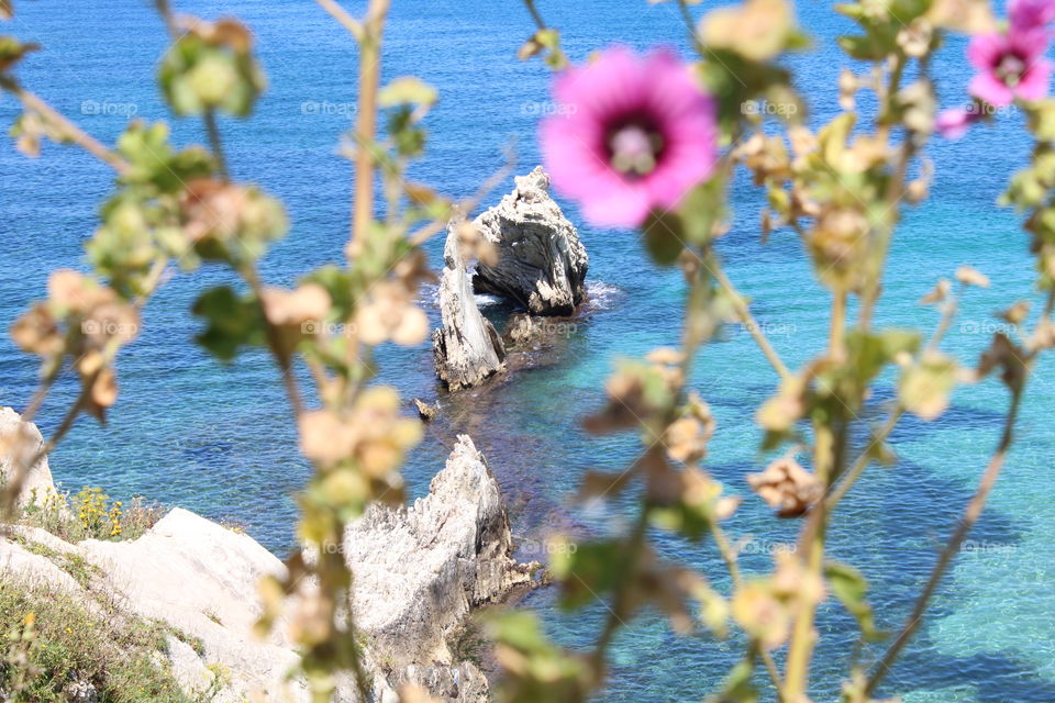 flowers on the sea