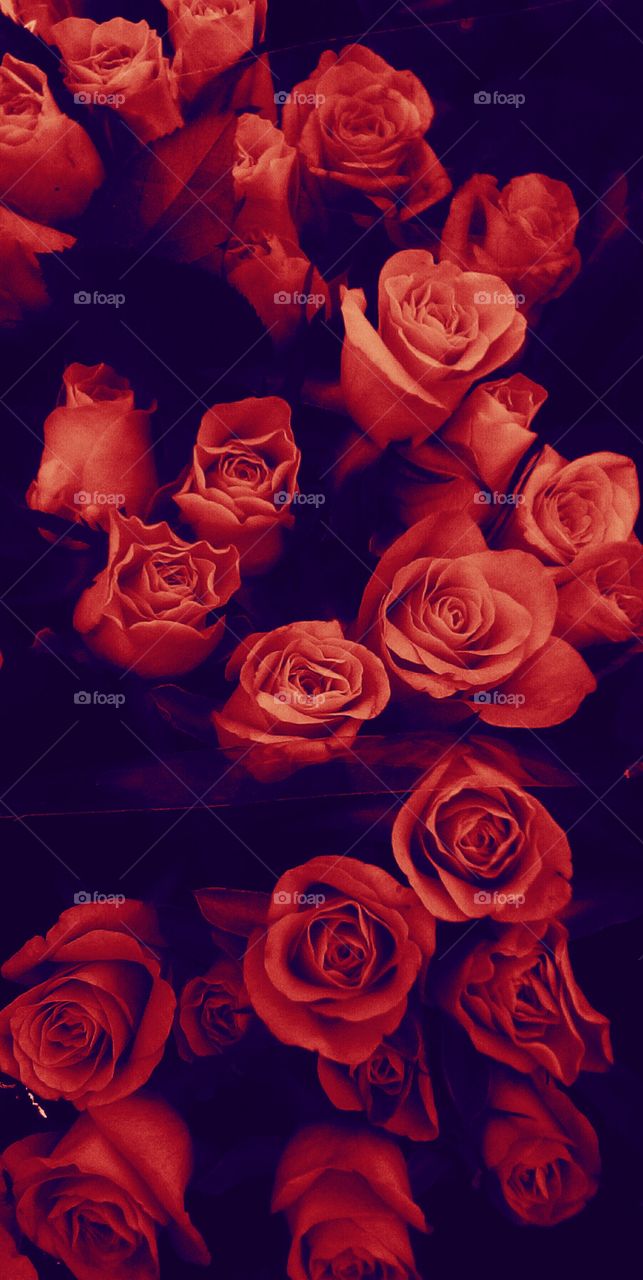 Blooming gorgeous red roses on 
blue-indigo backround