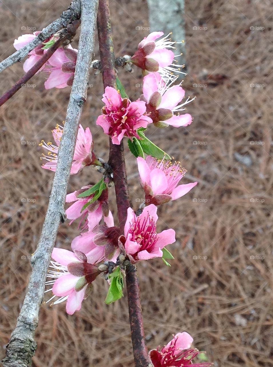 Flowering tree