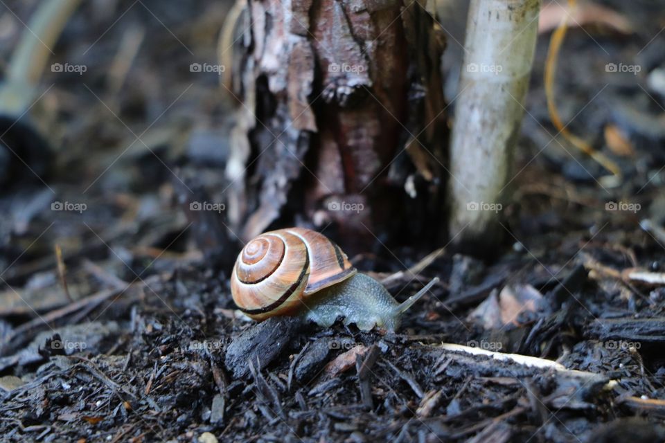 snail