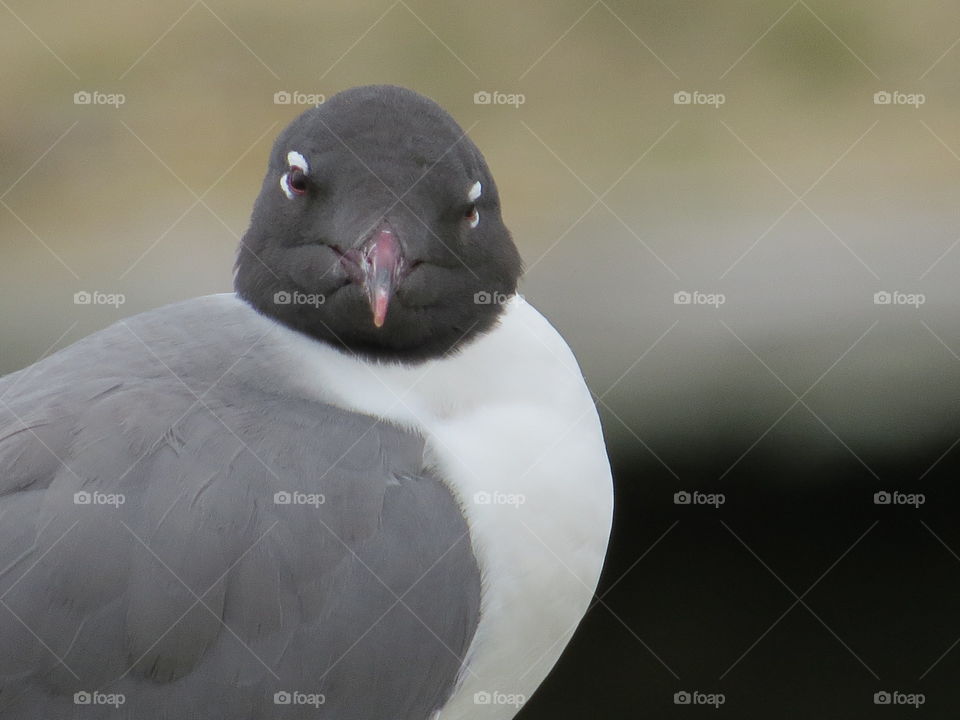 Laughing gull 