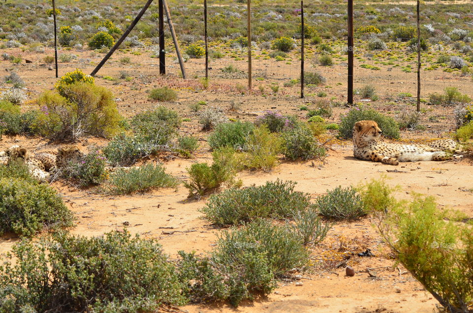 Safari in South Africa