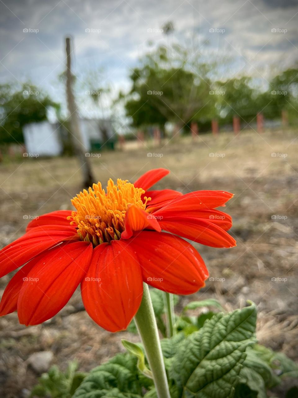 Hermosa flor 