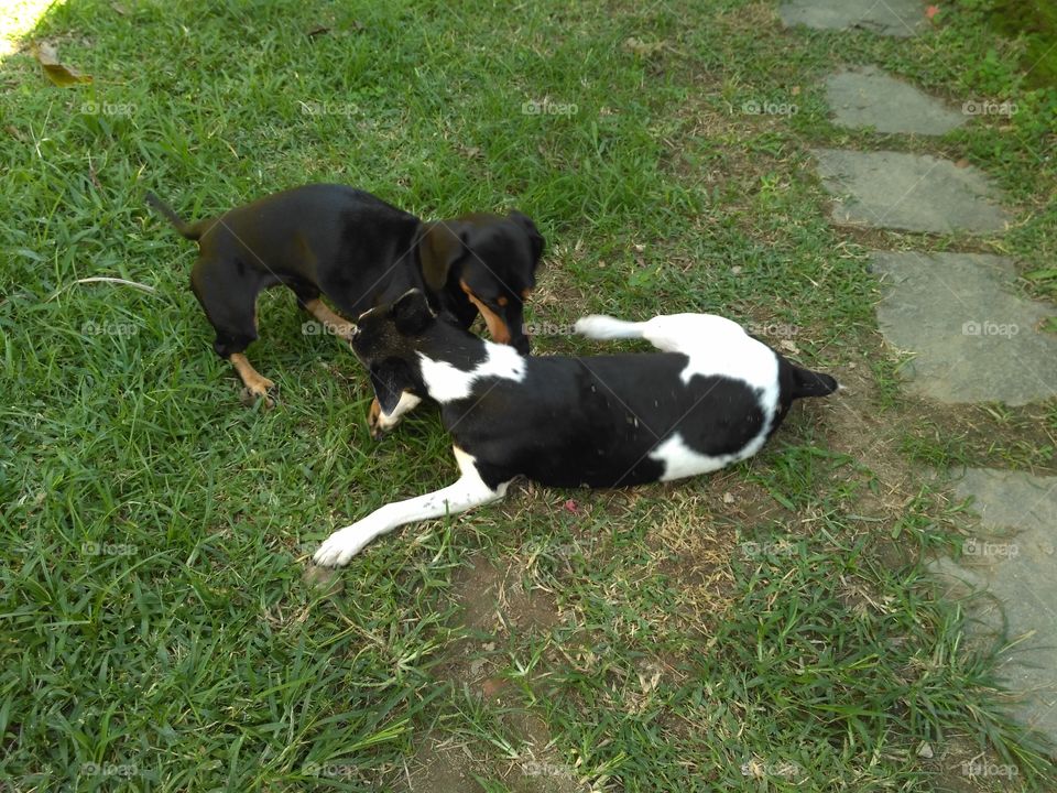 My dogs playing
