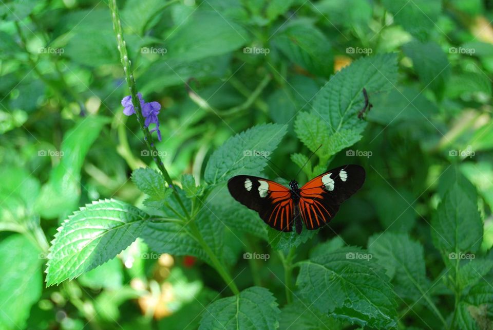 Orange and black butterfly