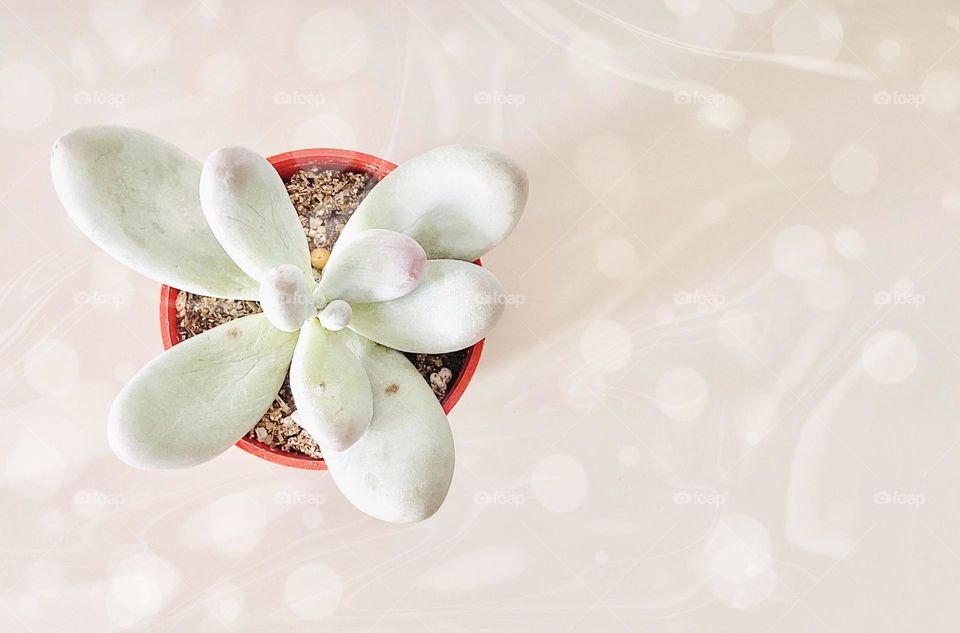 White succulent against white bokeh background, copy space 