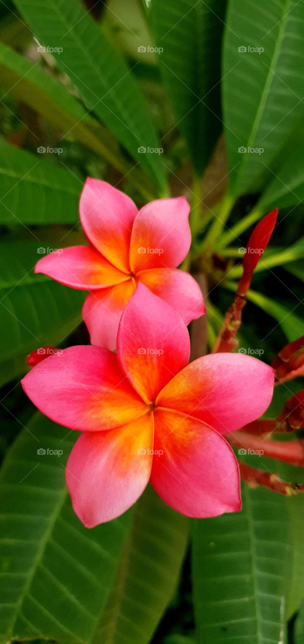 aloha flowers