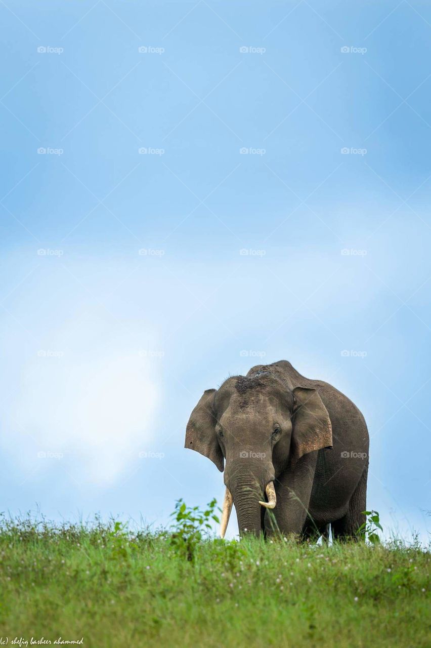 wild elephant kerala