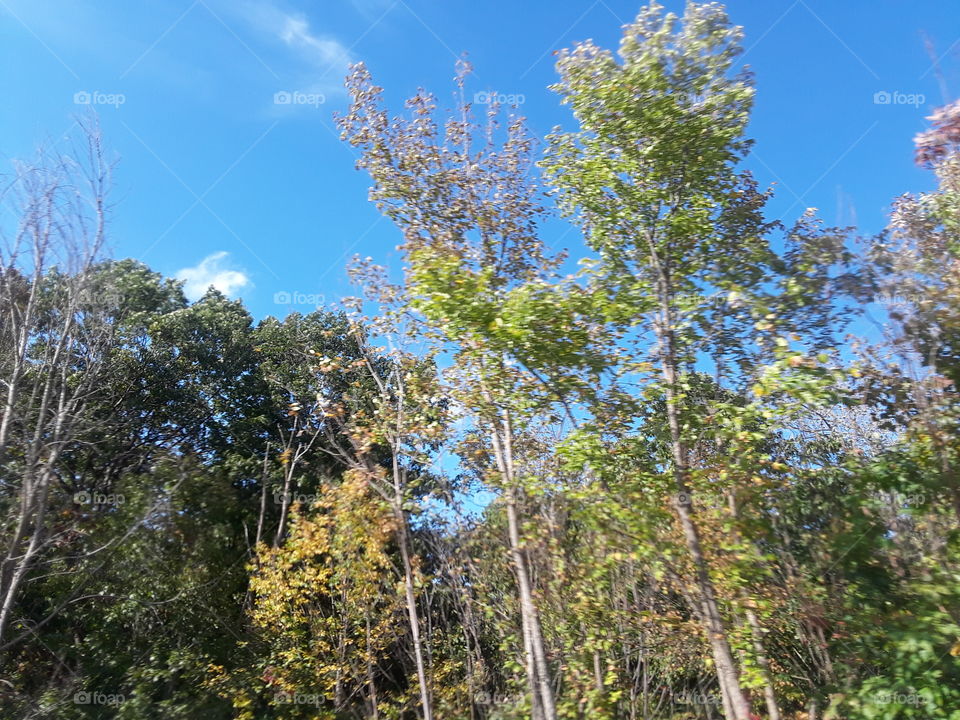 some clouds thru autumn foilage