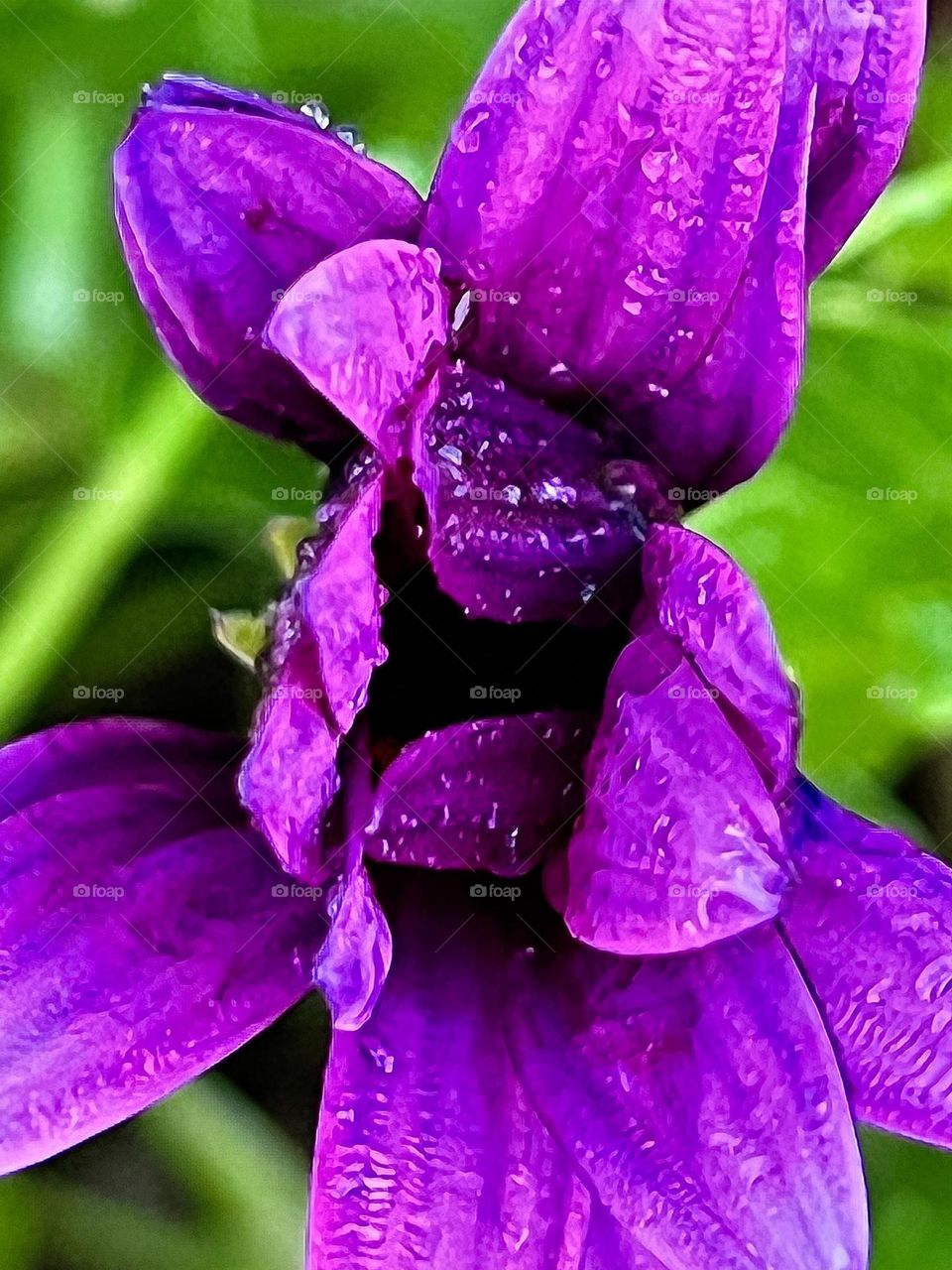 Purple daisy flower 