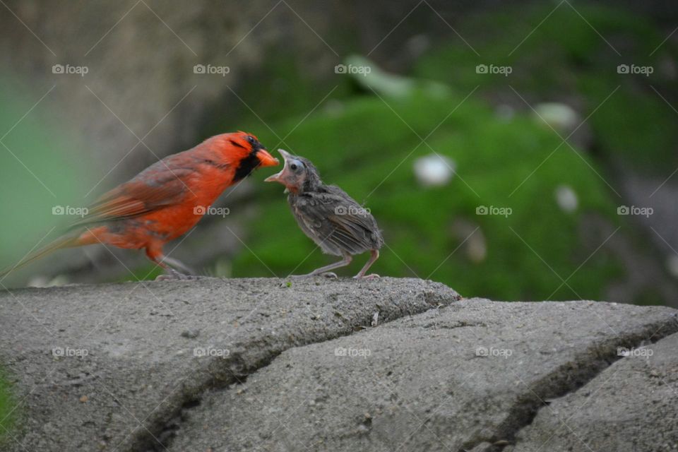 Beautiful moment-Feeding to baby bird