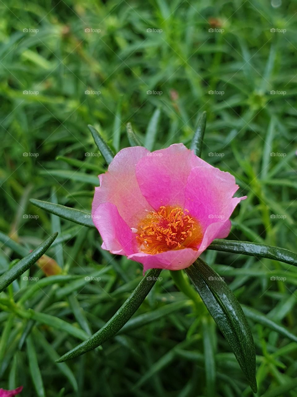  Portulaca Grandiflora or Moss-rose