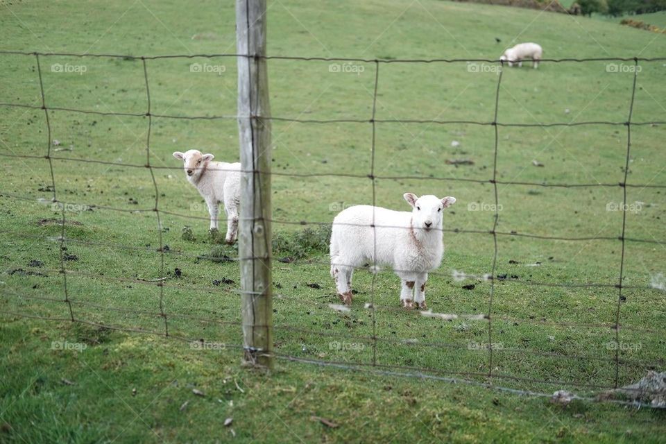 Sheep in Wales