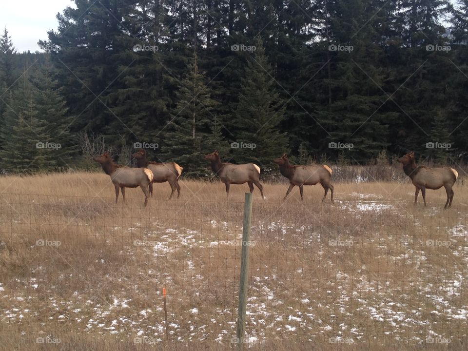 Elk in the meadow 