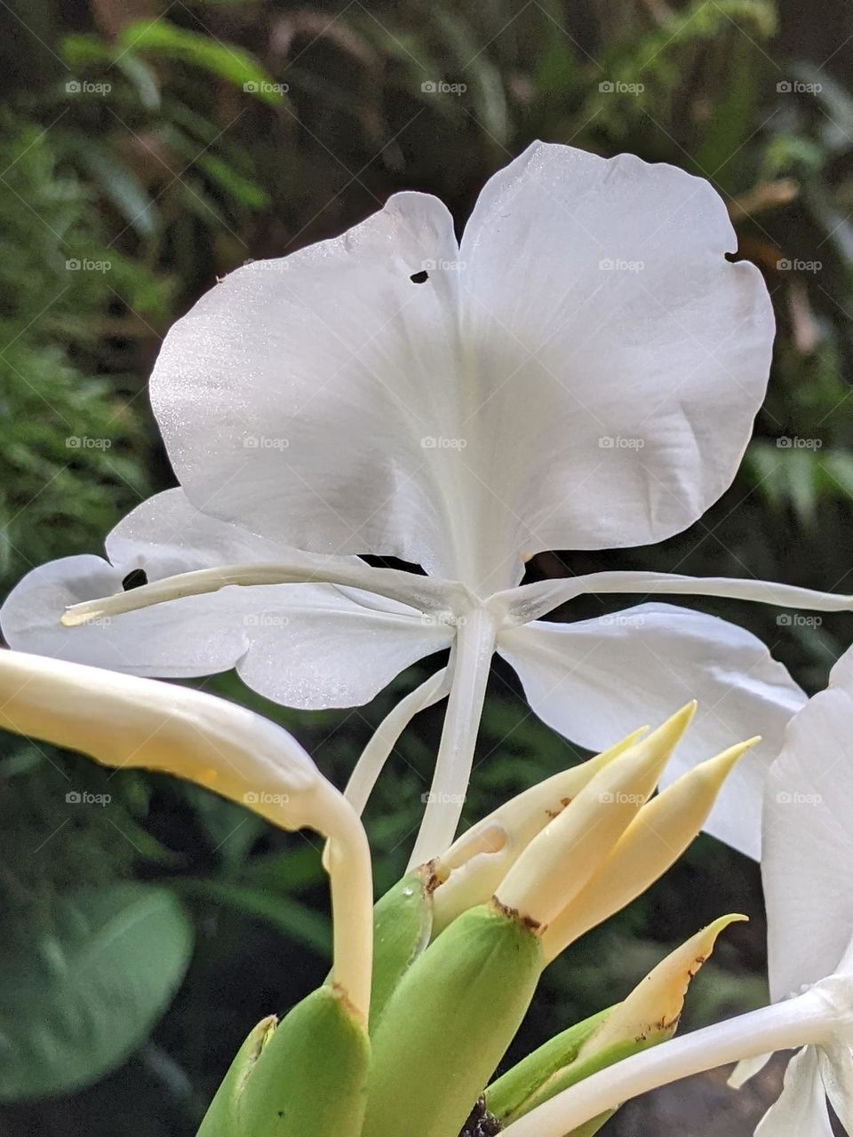 white ginger lily