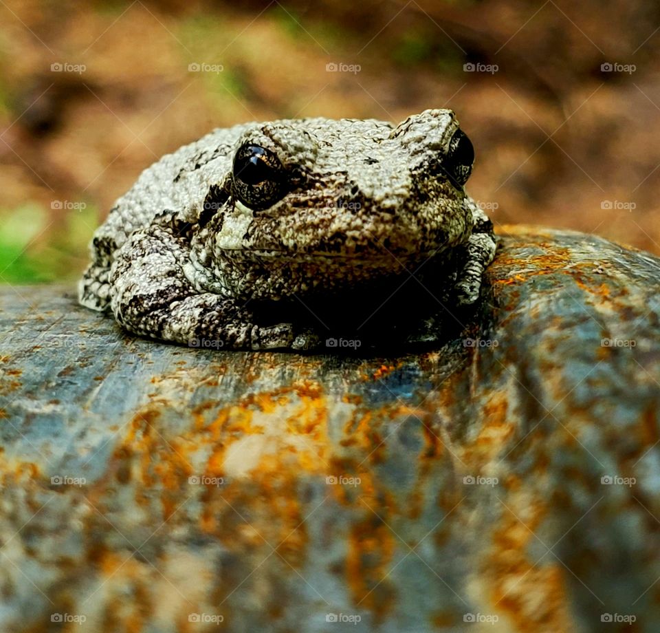 Toad