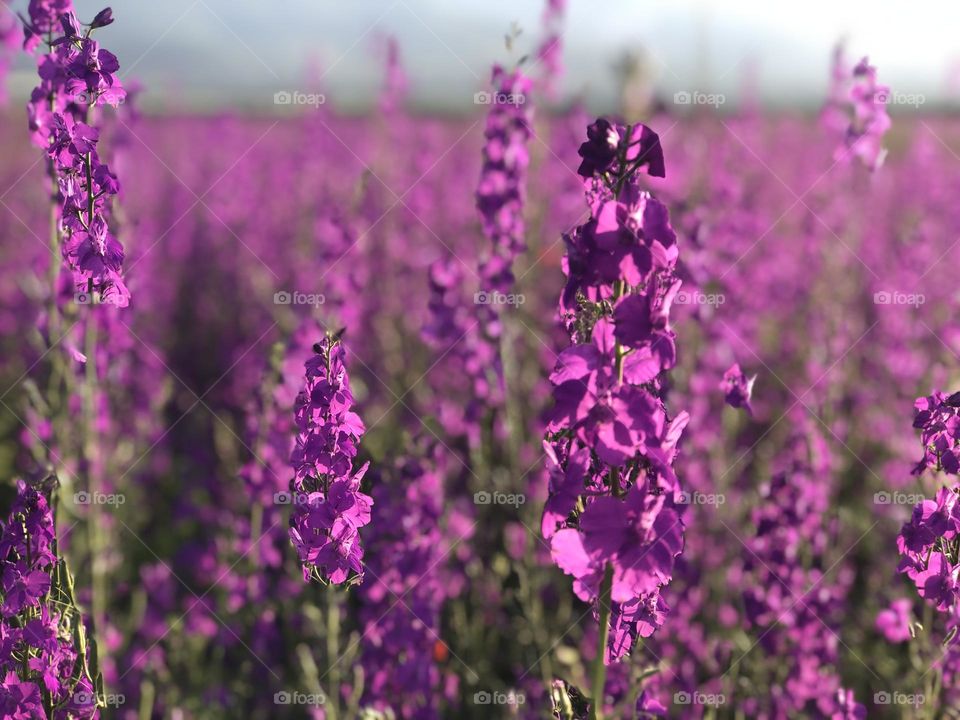 Magic violet field 