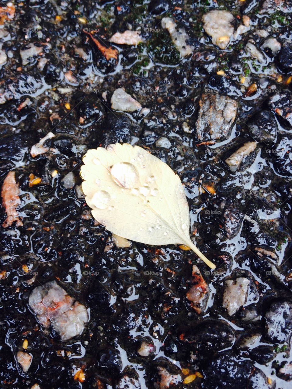 Ensamt löv en regnig höstdag! 