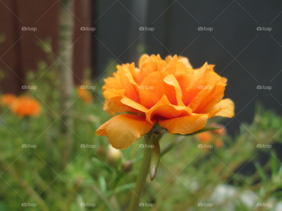 golden orange!!!!!!!!