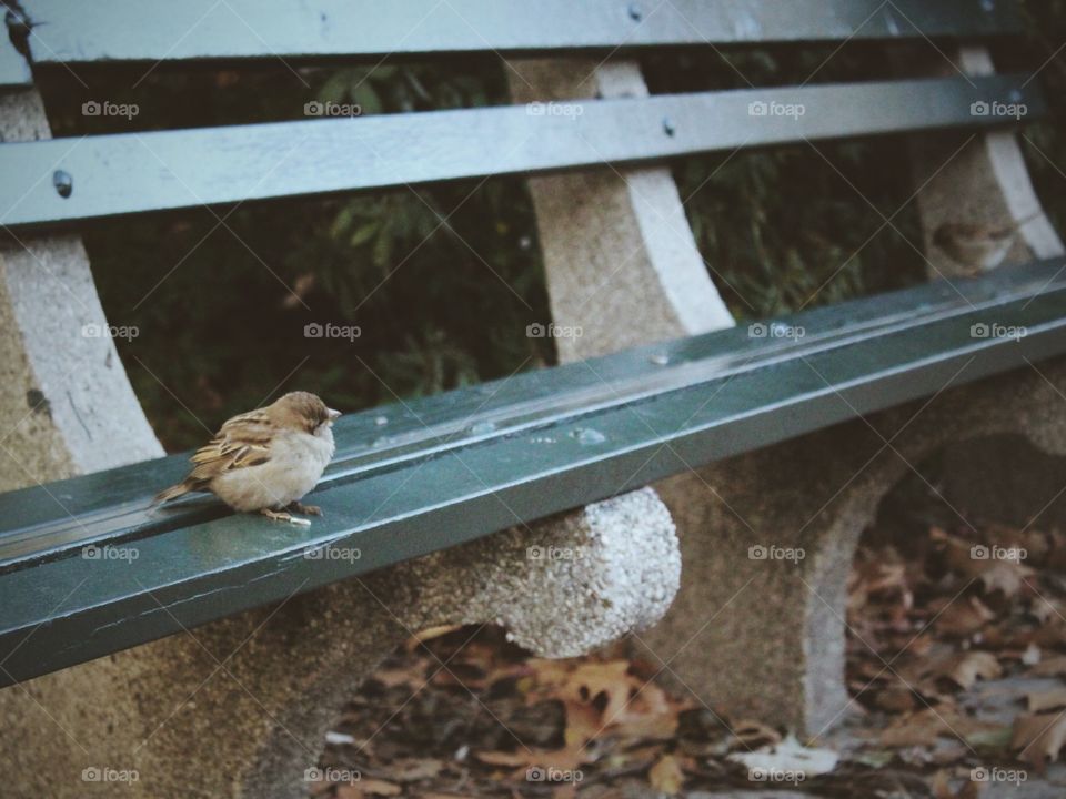 Nature, Bird, No Person, Grass, Road