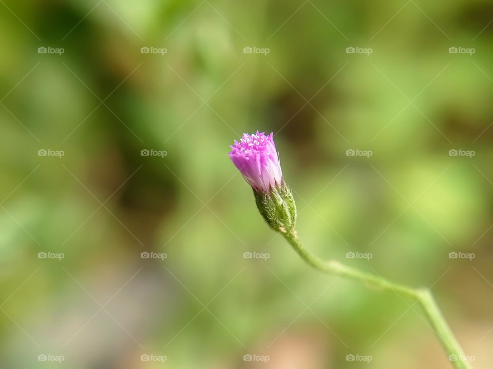 A wild plant flower.