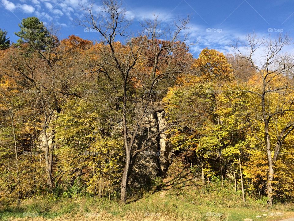 Trees and rock formation 