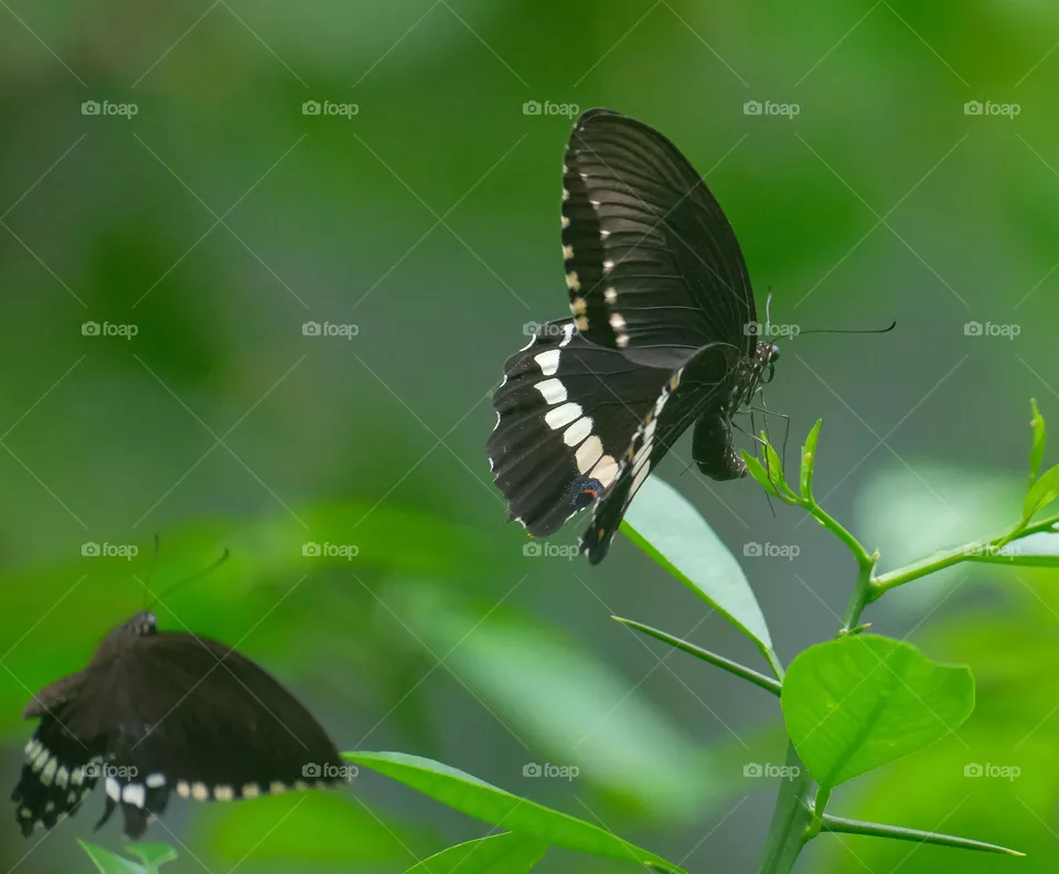 black butterfly