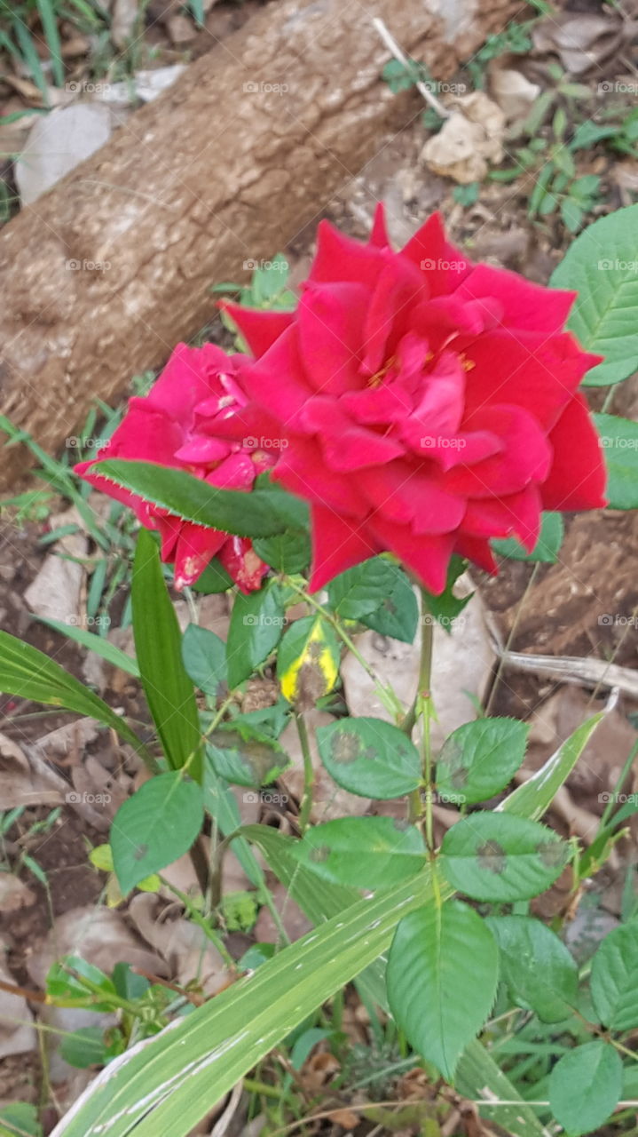 Roses in the wild