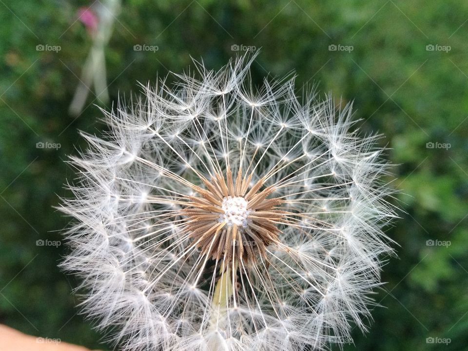 dandelion