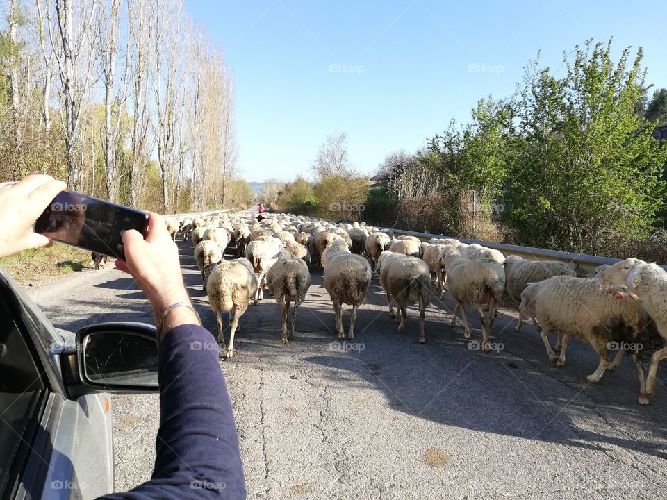 Photographing a flock of sheep