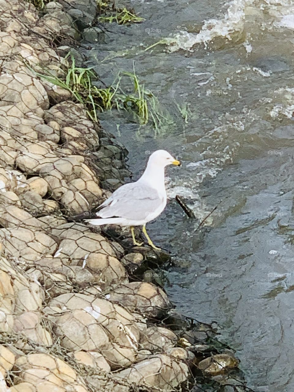 Seagull at the water’s edge 