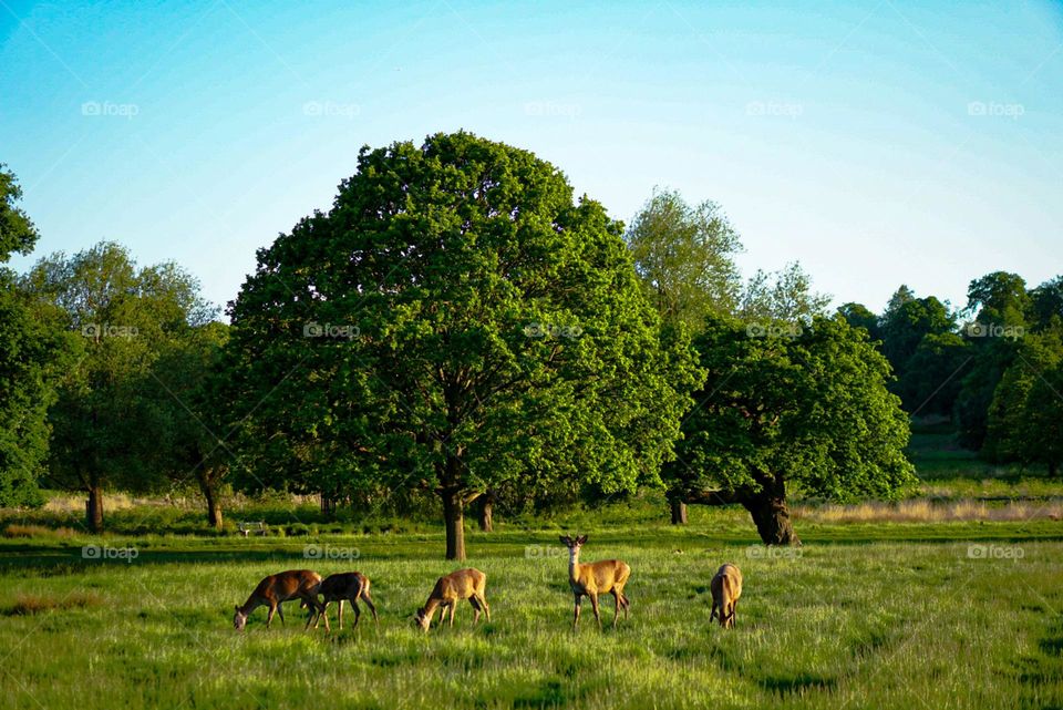 Hello, gorgeous deer! 🦌