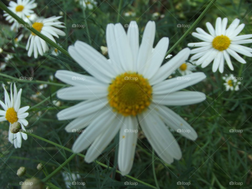 White Daisey Flowers