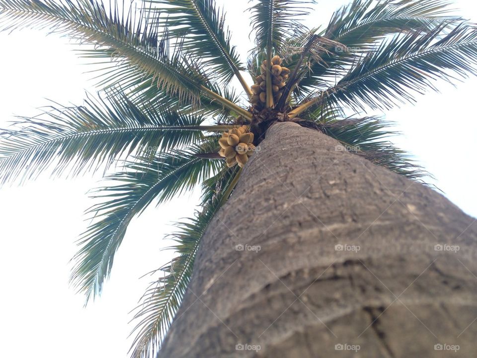Palms and Coconuts 