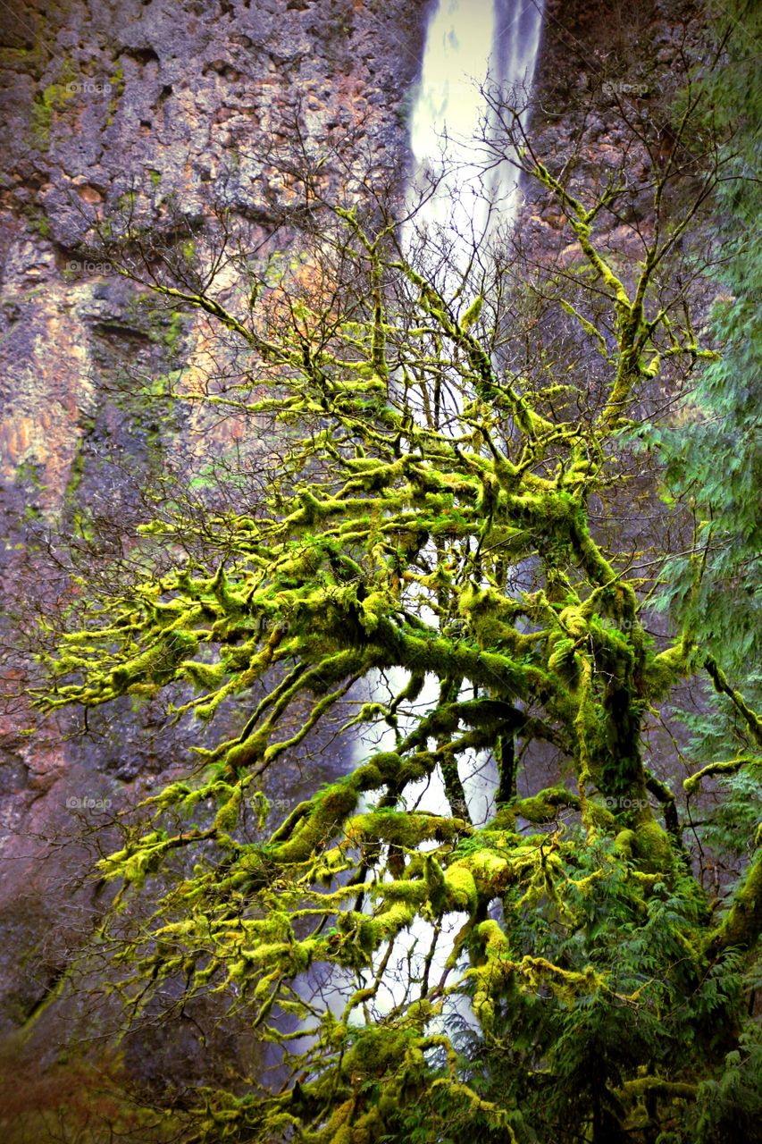 Multnomah falls