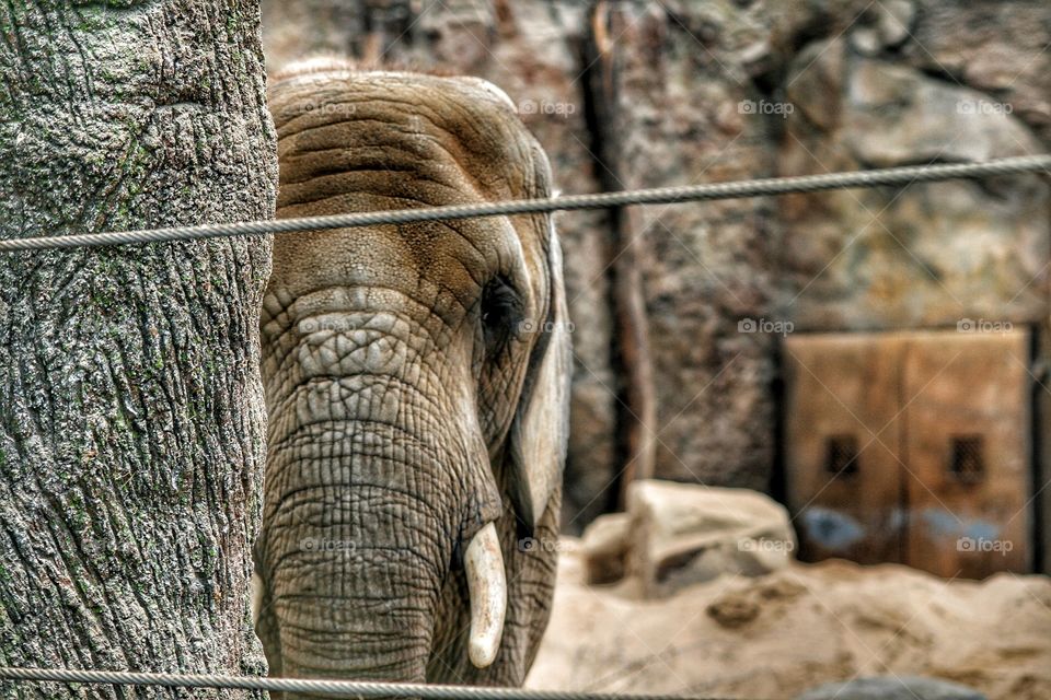Elephant looking to Kamera Not free wild Life